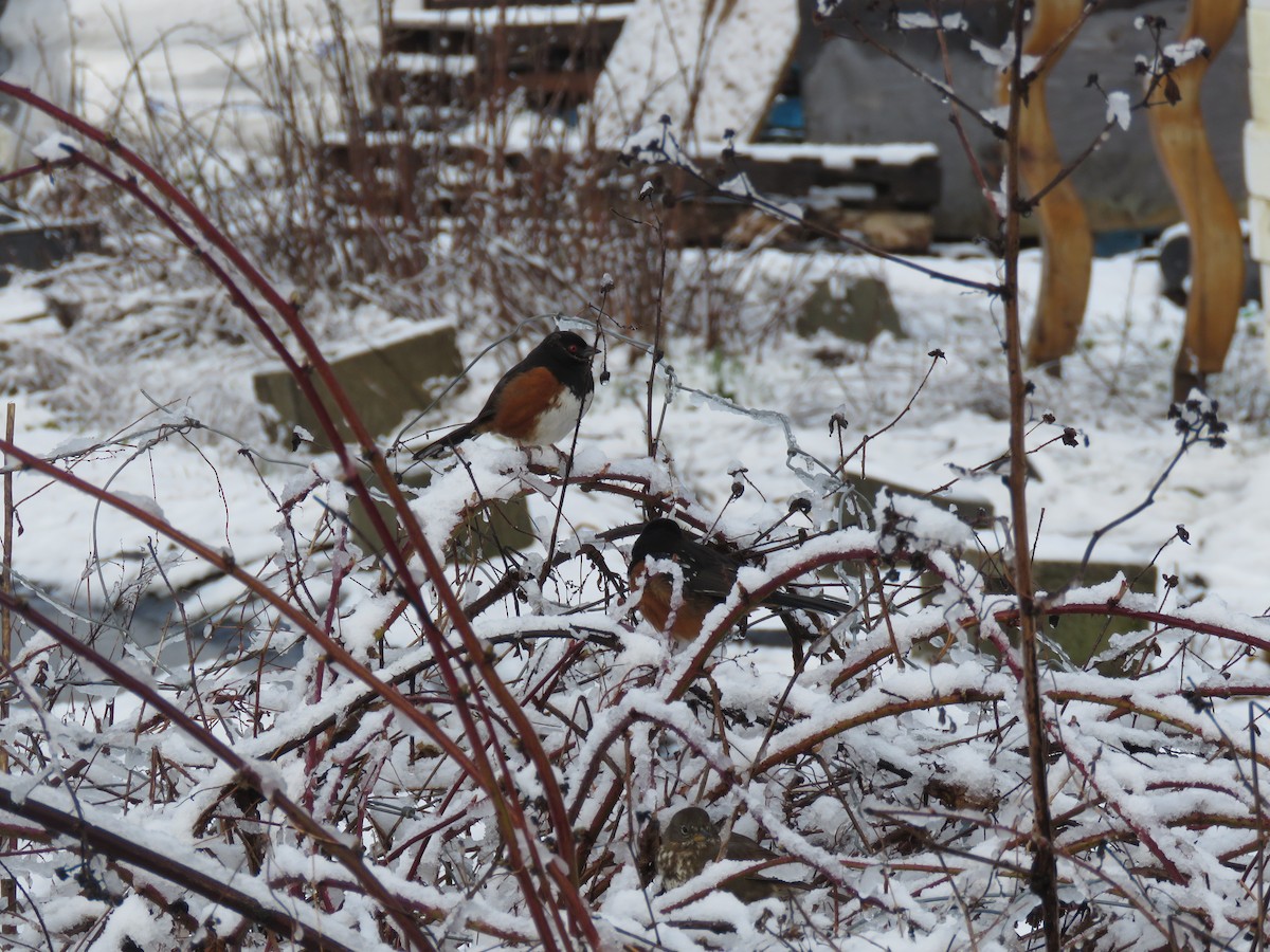 Spotted Towhee - ML618861637