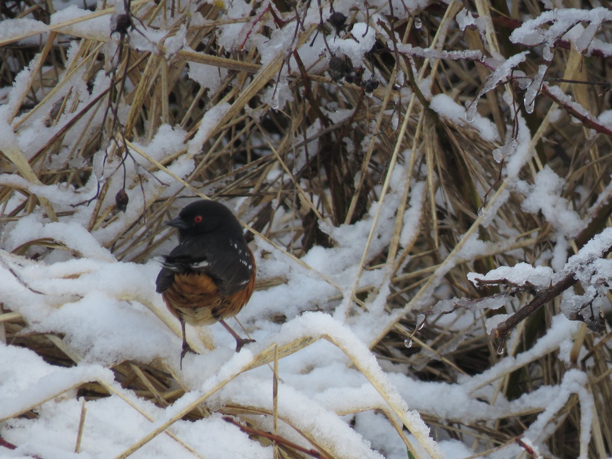 Spotted Towhee - ML618861638