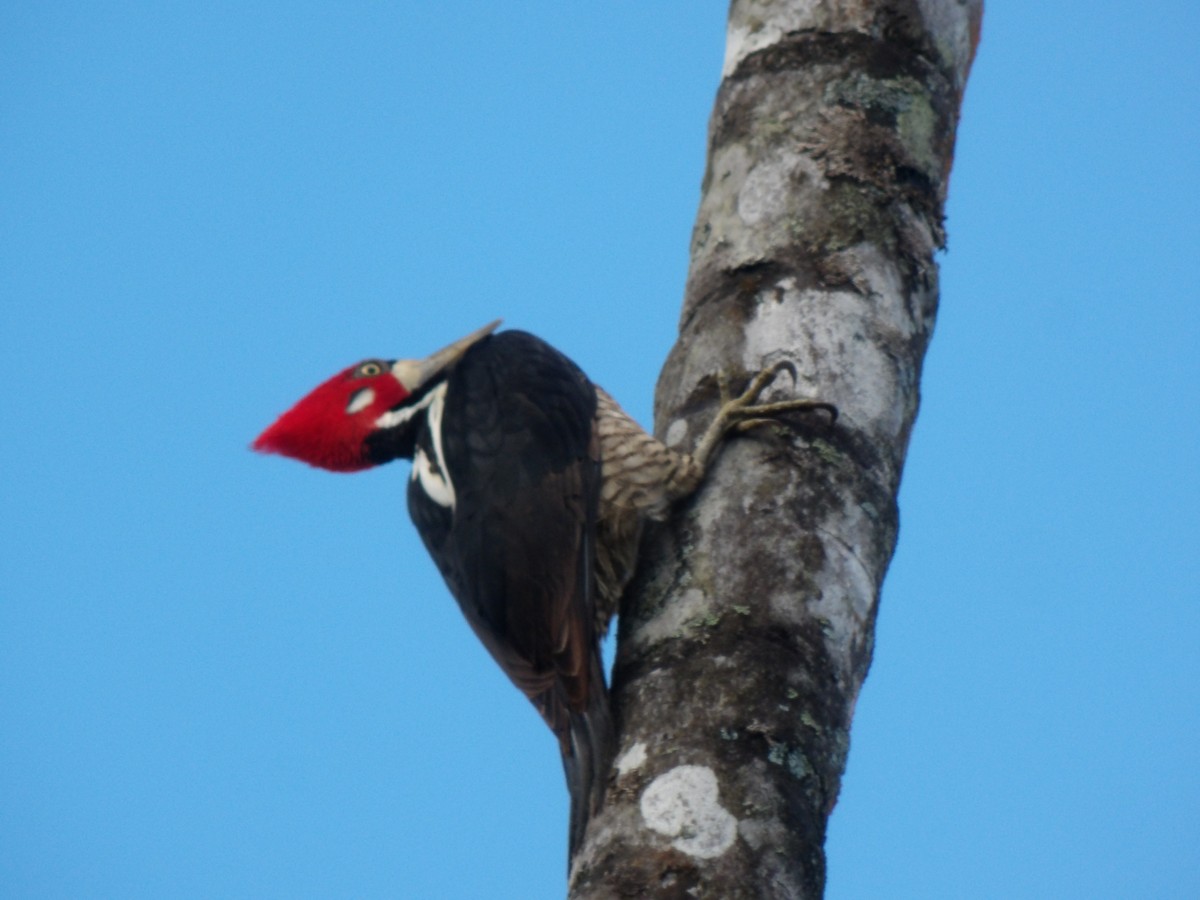 Crimson-crested Woodpecker - Nitzon Abad