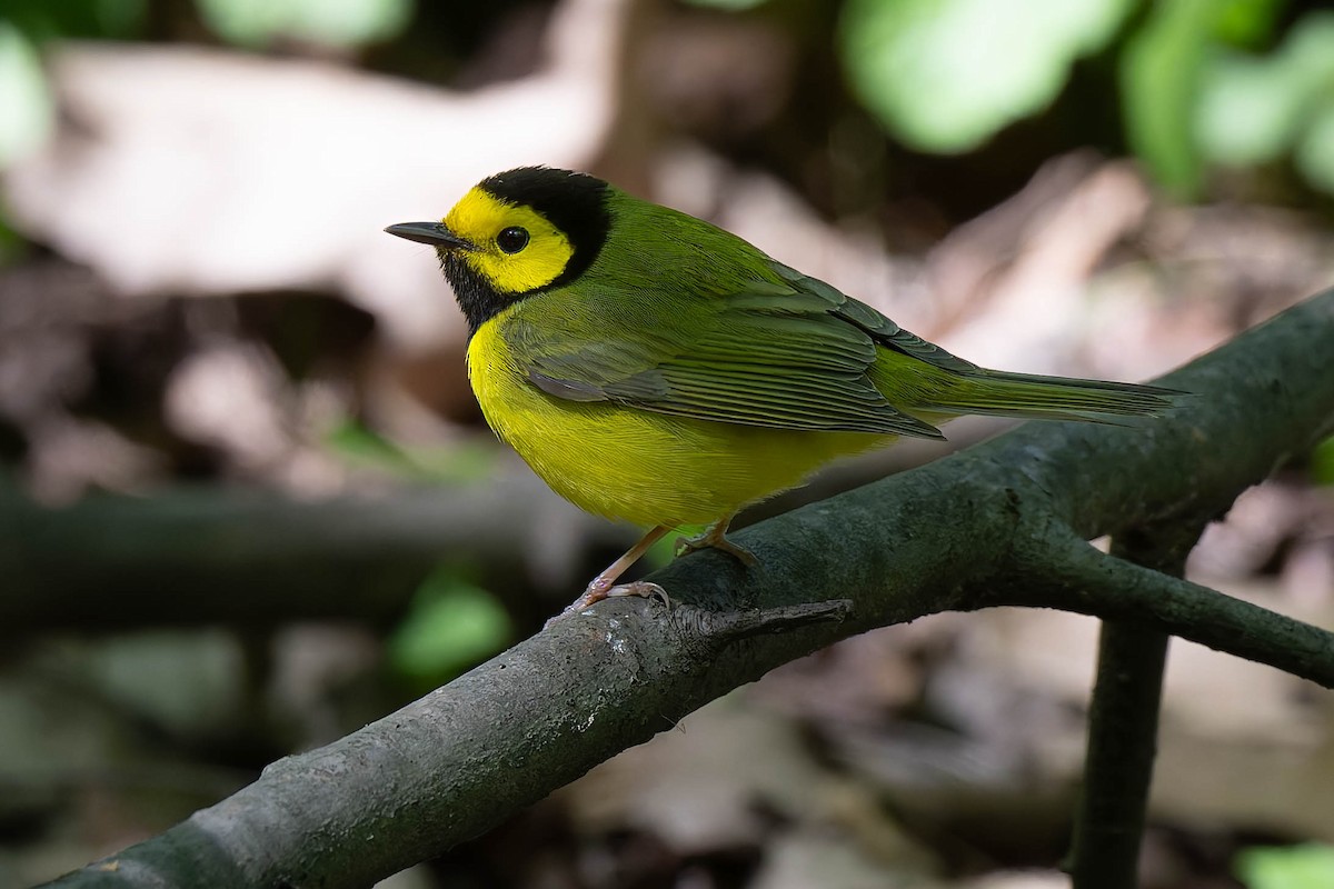 Hooded Warbler - Dominic Ricci