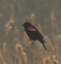 Red-winged Blackbird - ML618861756