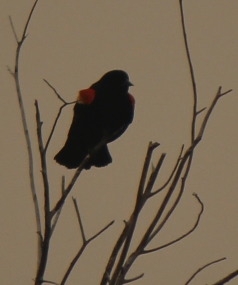 Red-winged Blackbird - ML618861760