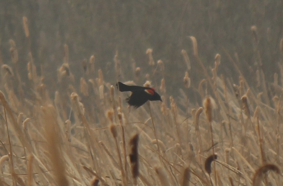 Red-winged Blackbird - ML618861762