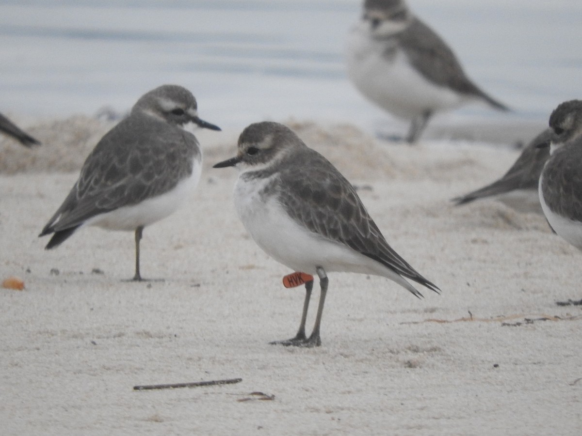 Double-banded Plover - ML618861815