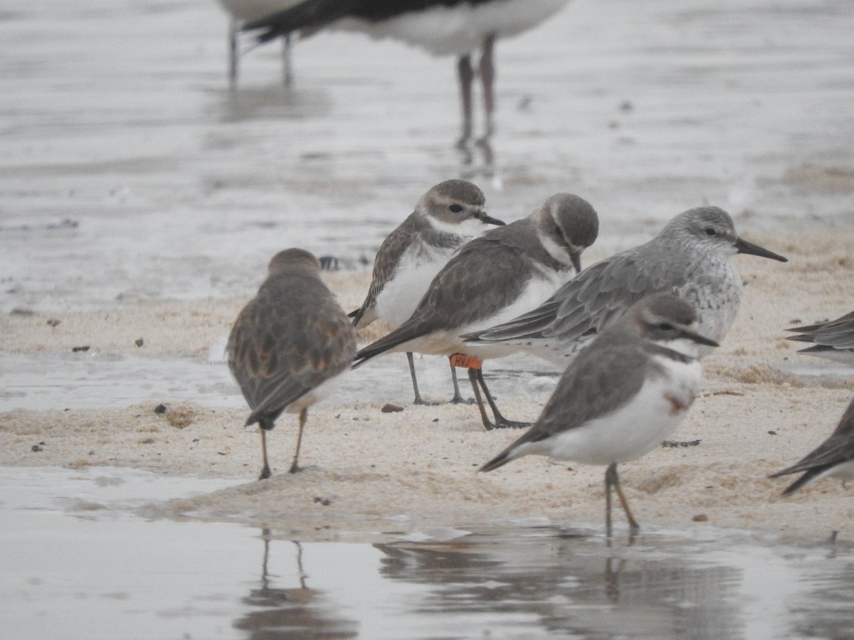 Double-banded Plover - ML618861816