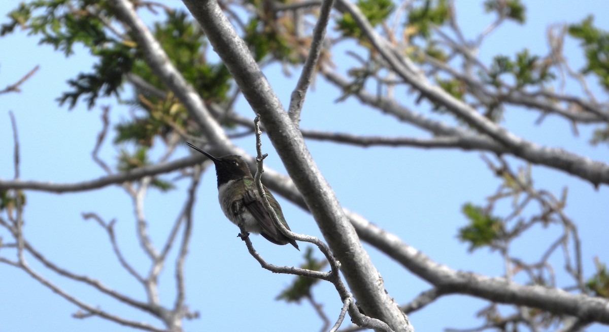 Black-chinned Hummingbird - ML618861818