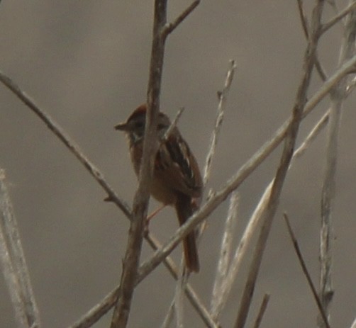 Swamp Sparrow - ML618861839