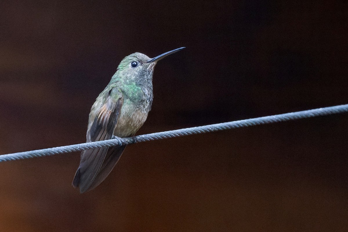 Berylline Hummingbird - Haim Weizman