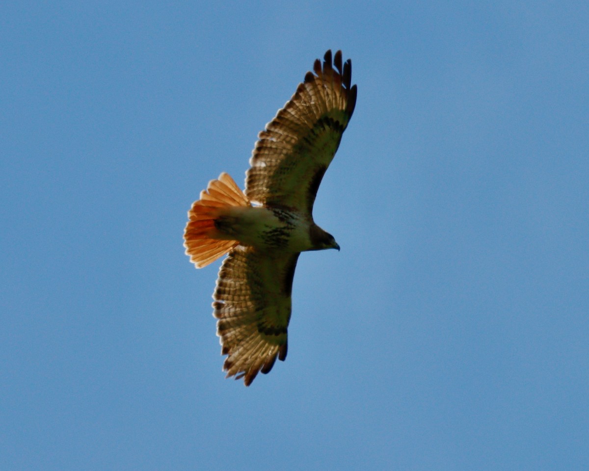 Red-tailed Hawk - Paul Petrus