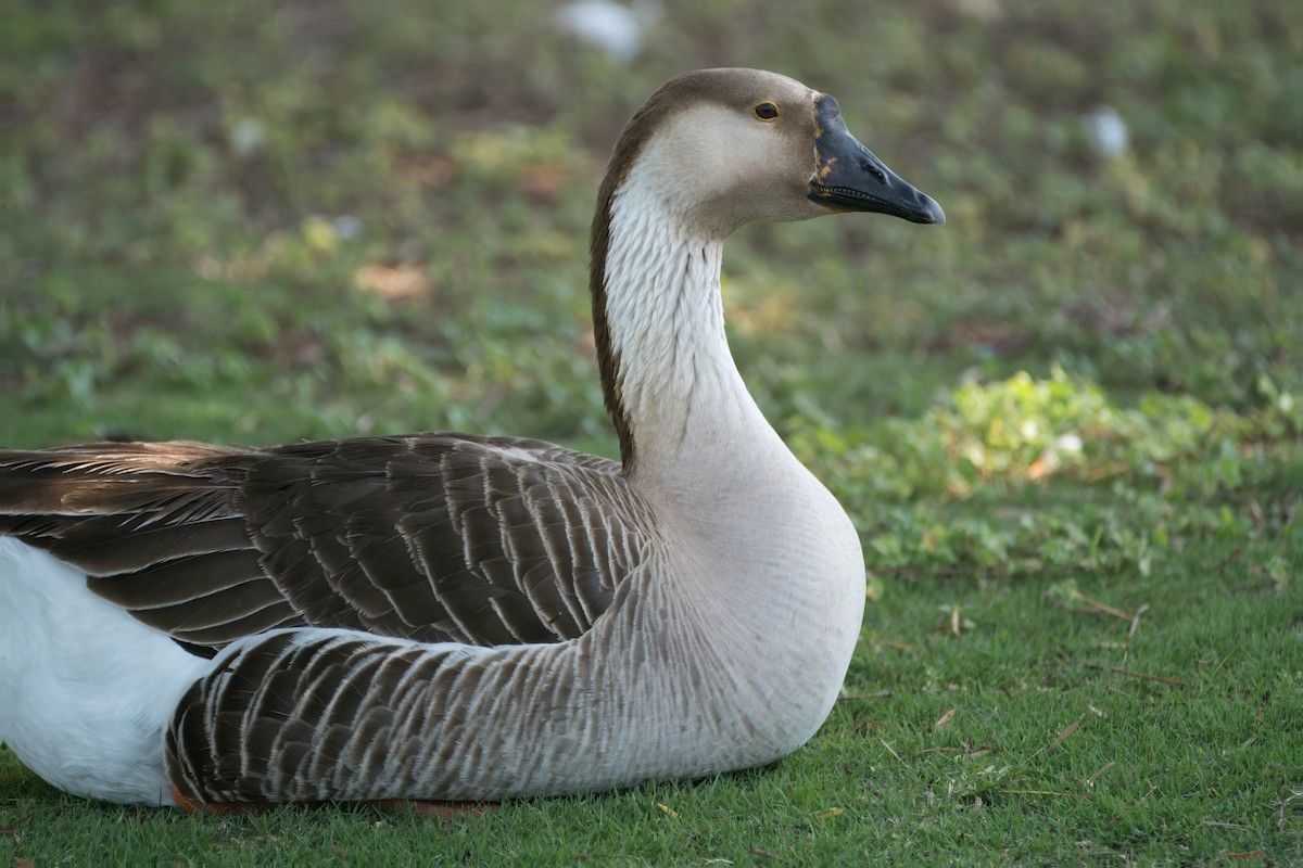 Domestic goose sp. (Domestic type) - ML618861873