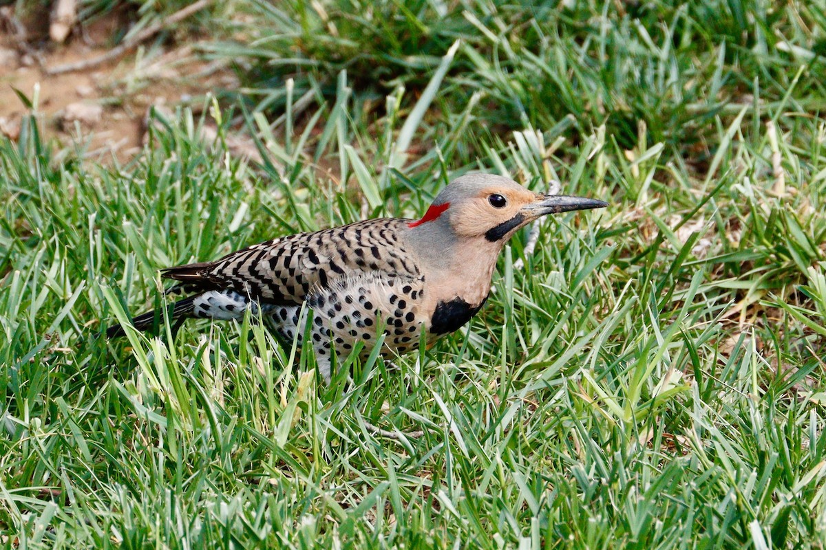 Northern Flicker (Yellow-shafted) - ML618861877