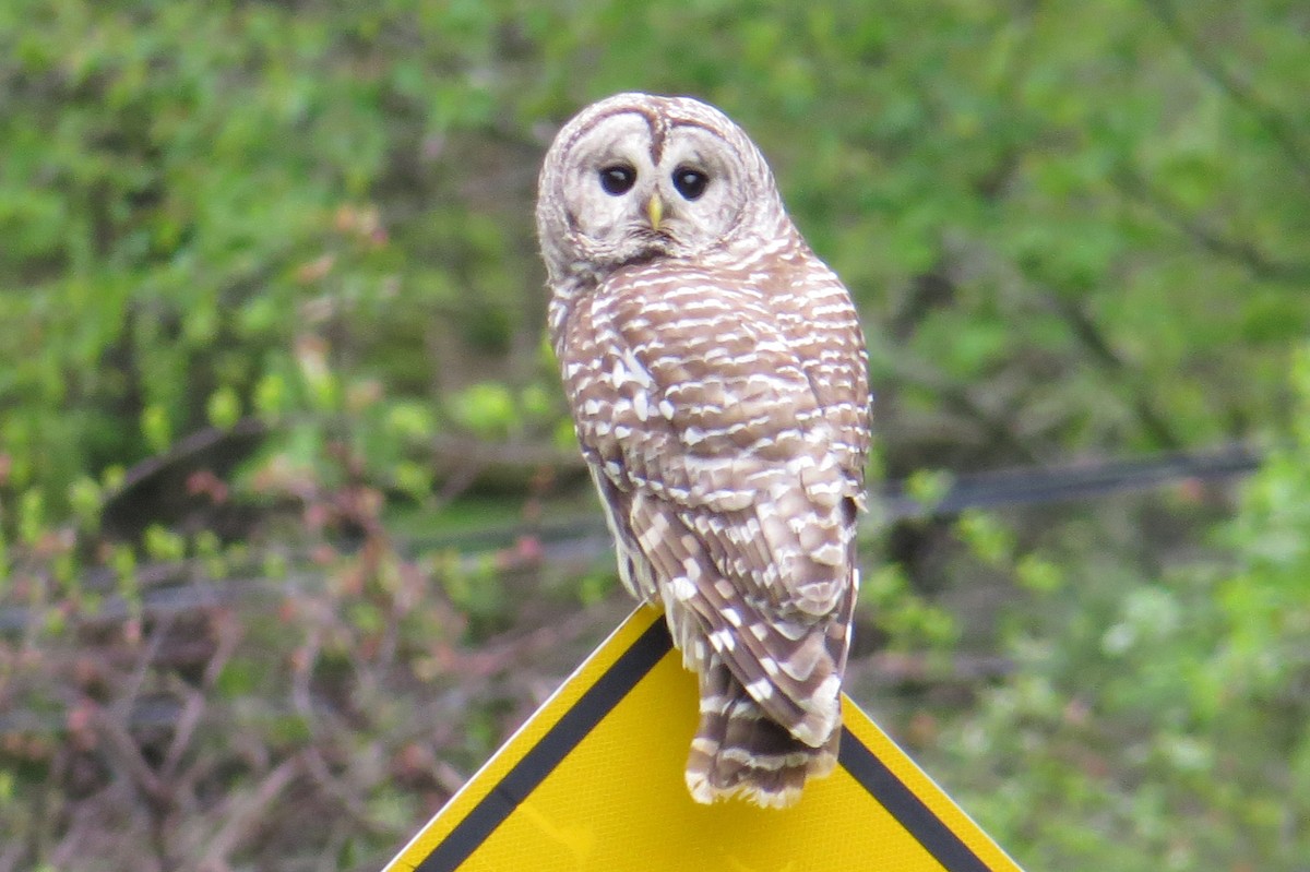 Barred Owl - ML618861888