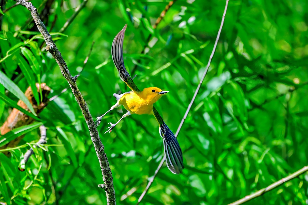 Prothonotary Warbler - ML618861914