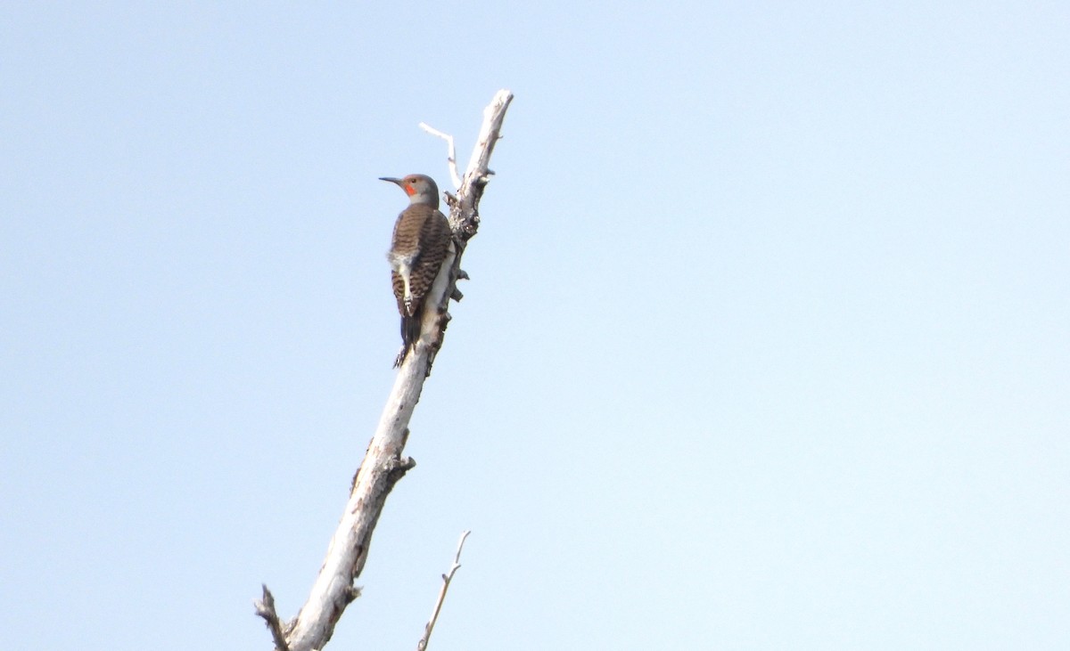 Northern Flicker (Red-shafted) - ML618861924