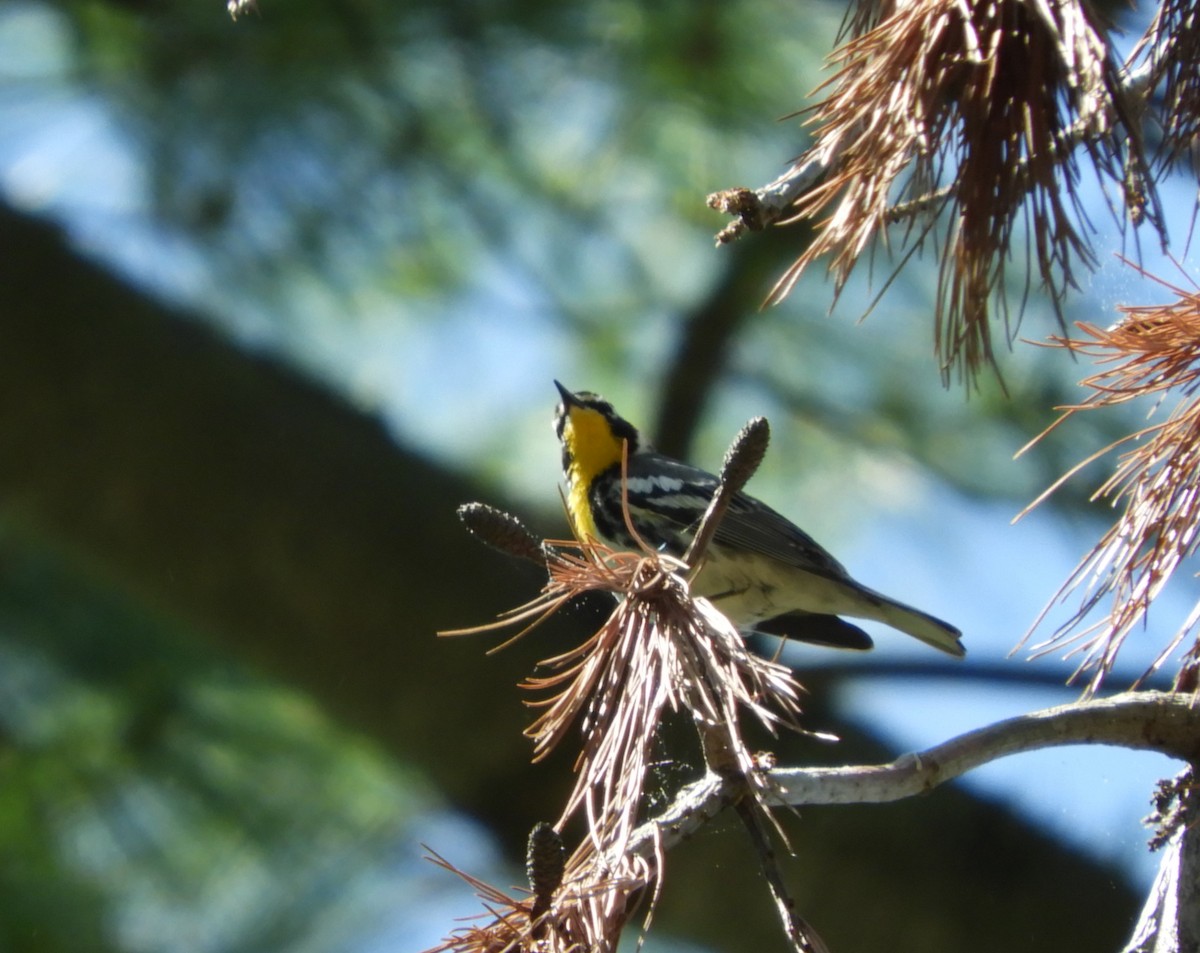 Yellow-throated Warbler (albilora) - ML618861929