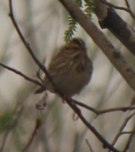 Savannah Sparrow - ML618861966
