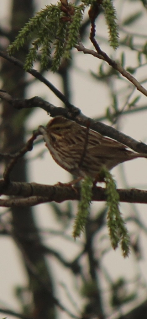 Savannah Sparrow - ML618861967