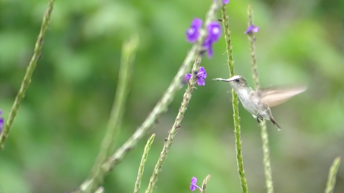 kolibřík běločelý - ML618861968