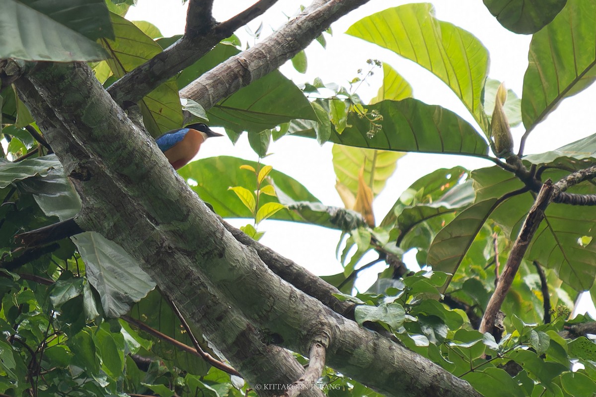 Blue-winged Pitta - Kittakorn Inpang