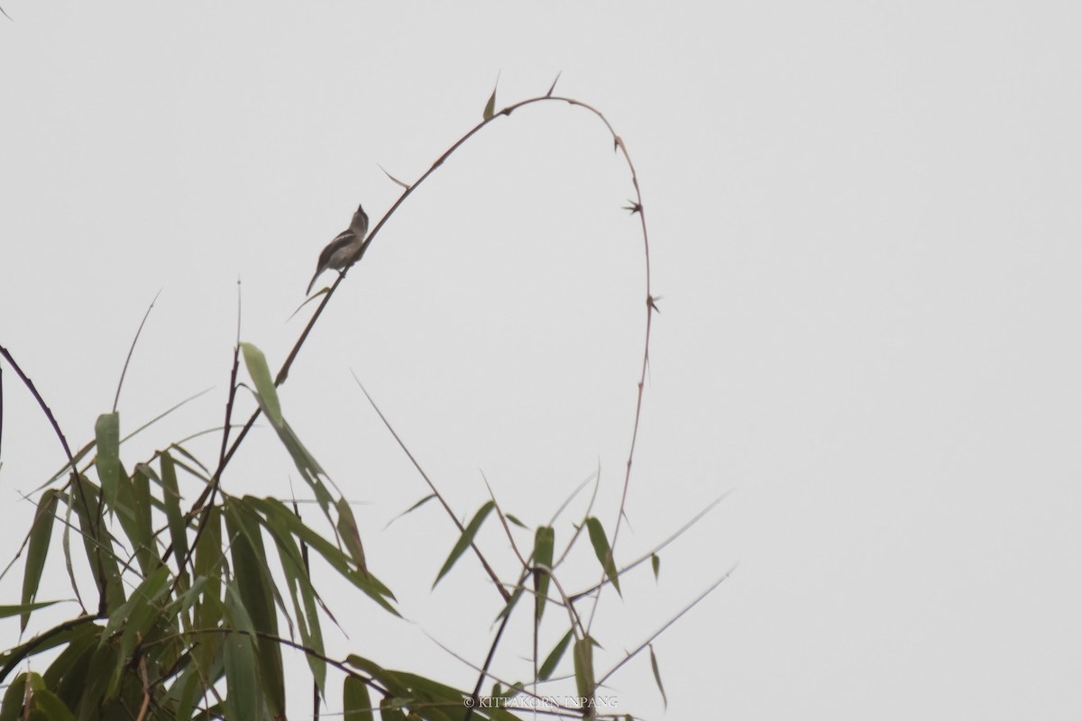 Bar-winged Flycatcher-shrike - Kittakorn Inpang