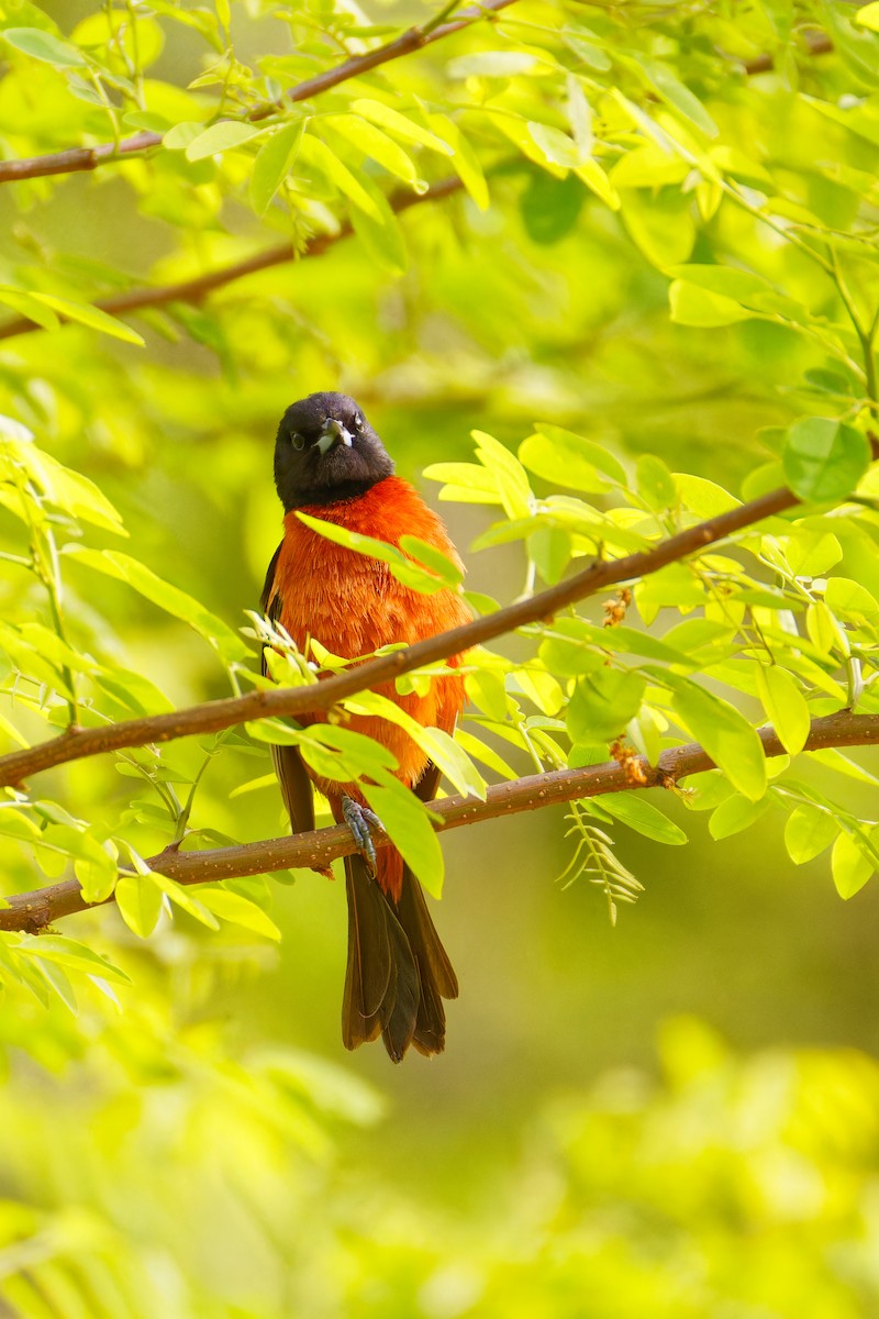 Orchard Oriole - ML618861991