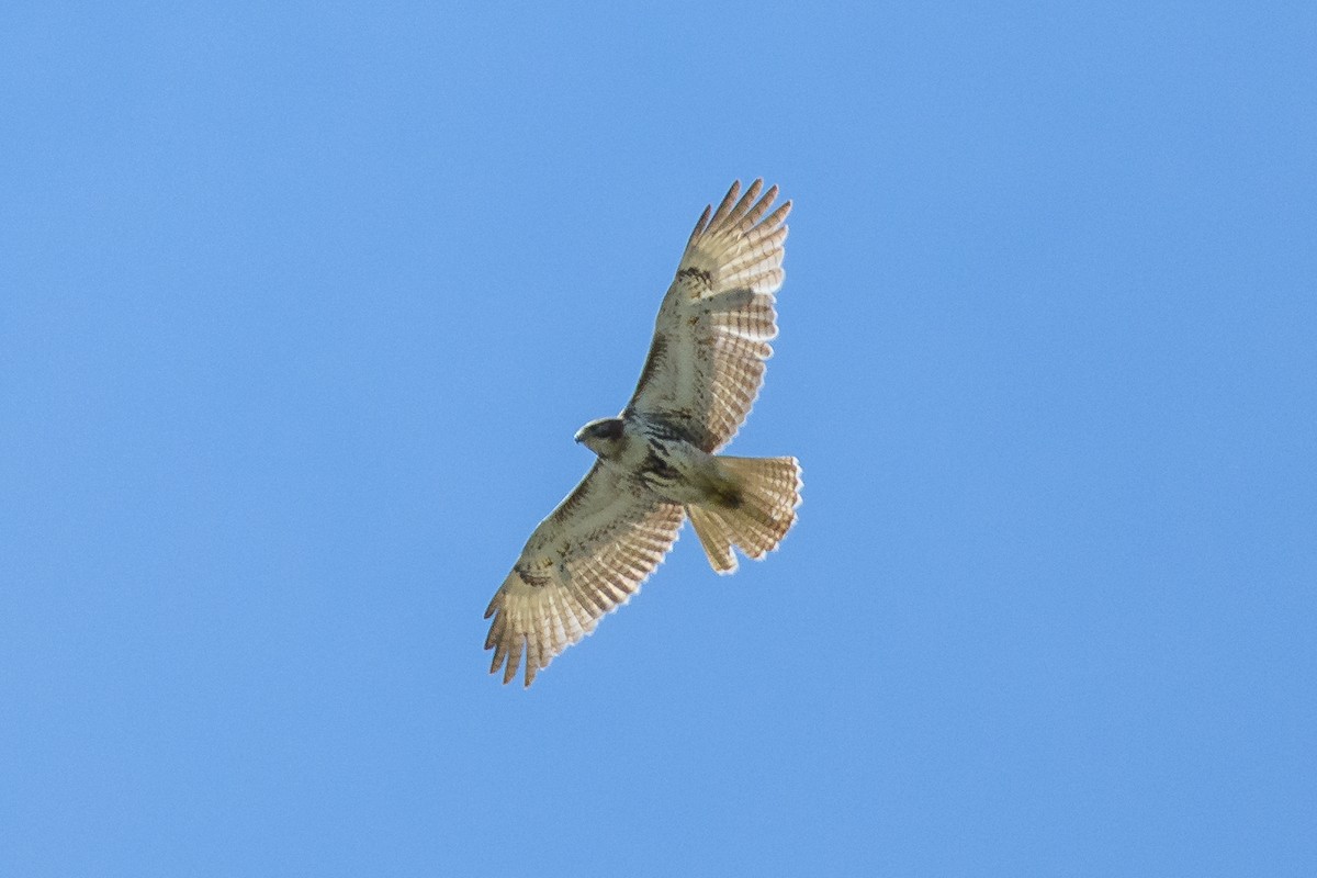 Red-tailed Hawk - ML618861993