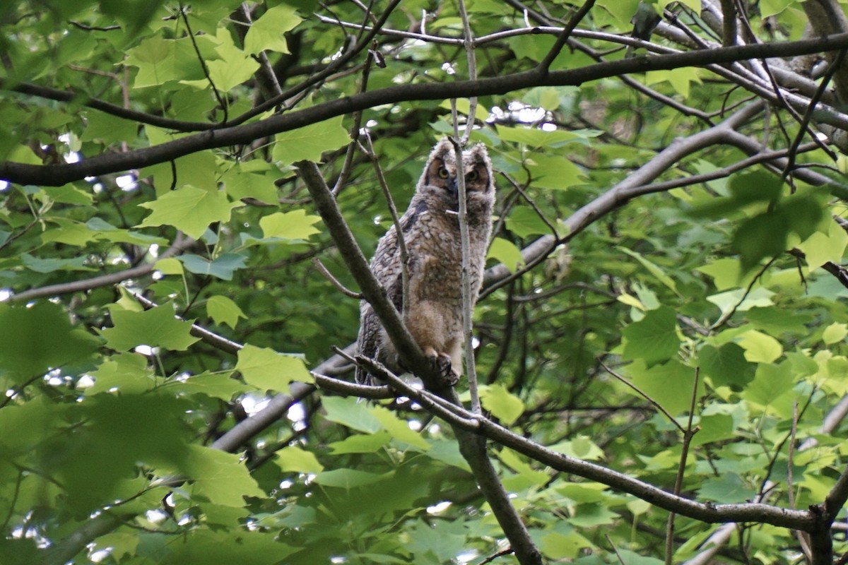 Great Horned Owl - ML618861996