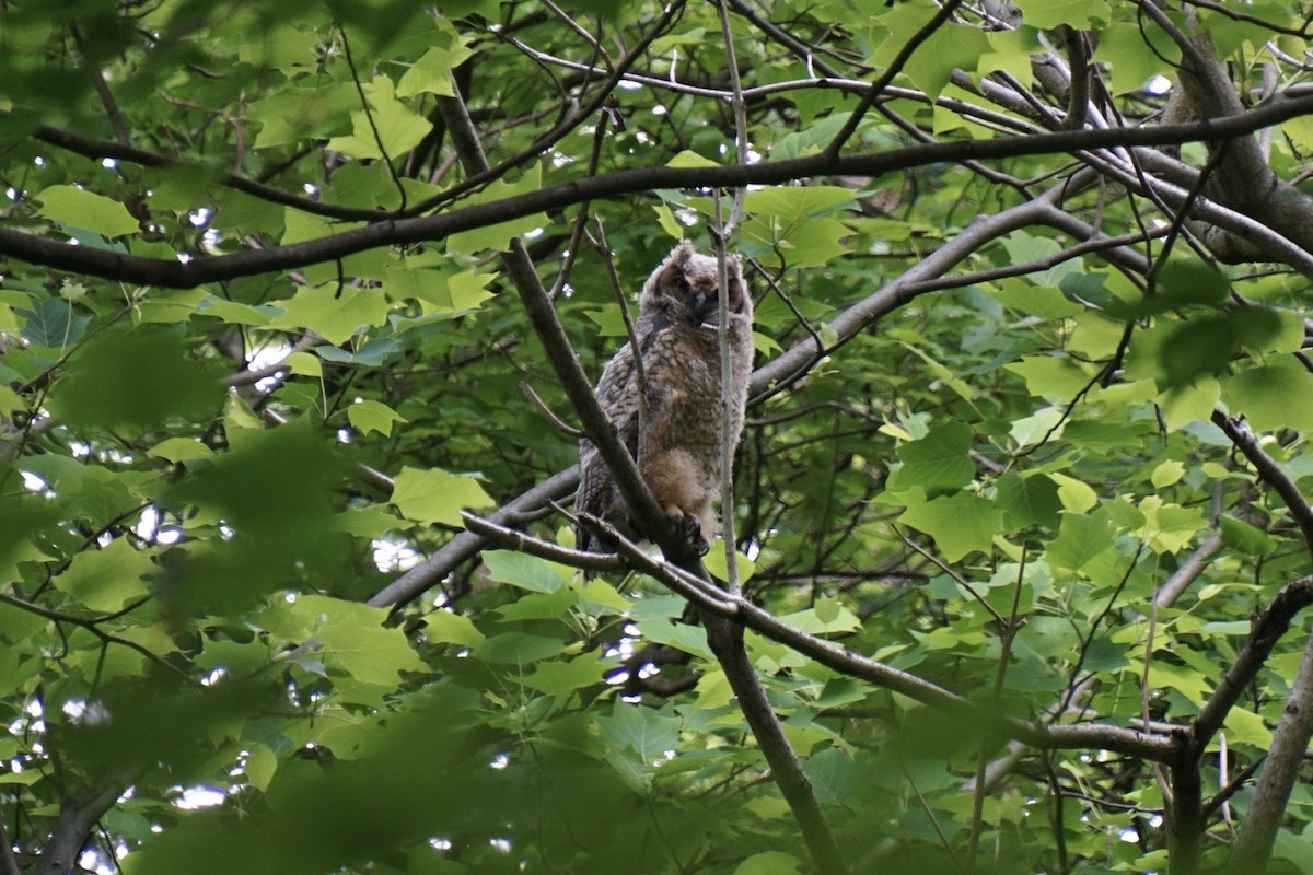 Great Horned Owl - ML618861997