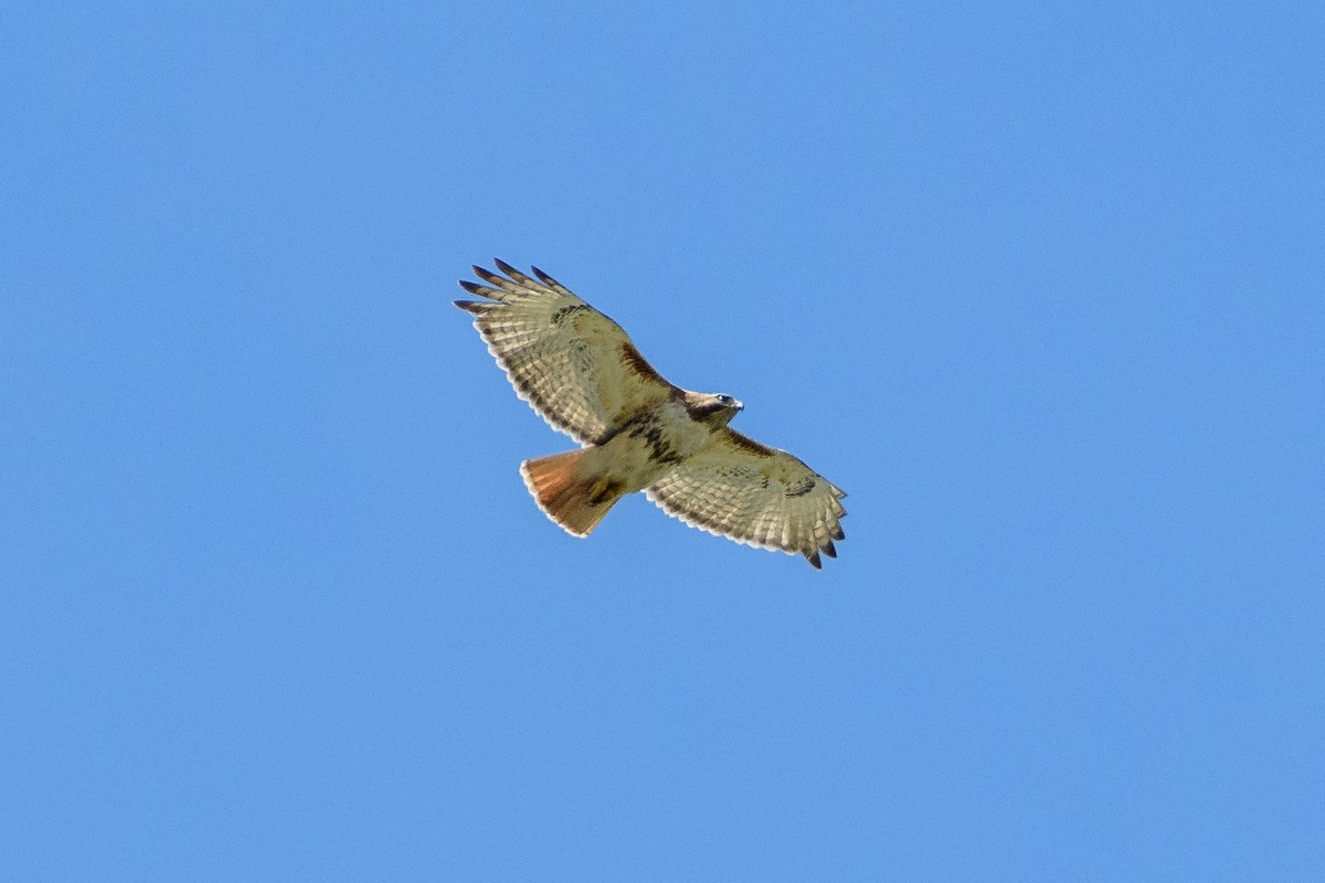 Red-tailed Hawk - ML618862003