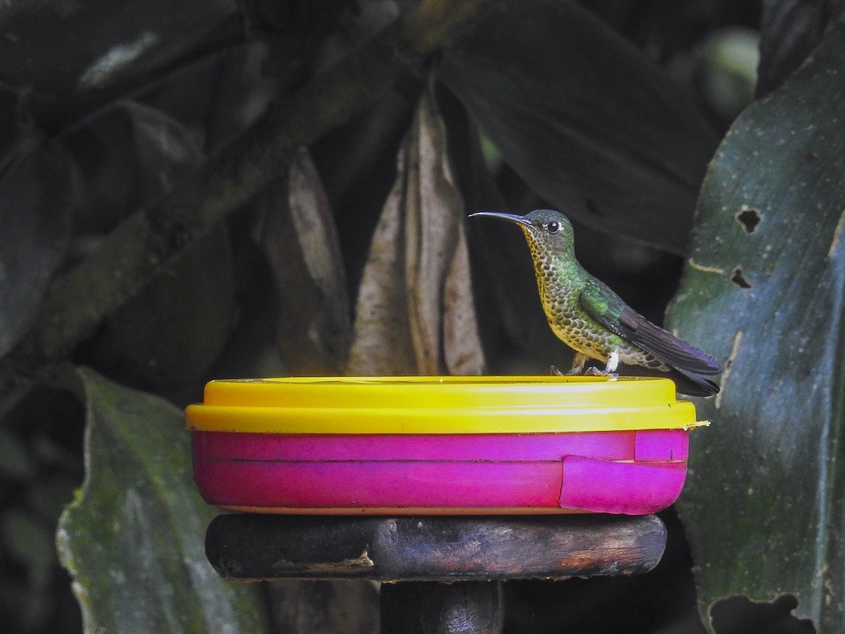 Many-spotted Hummingbird - ML618862014