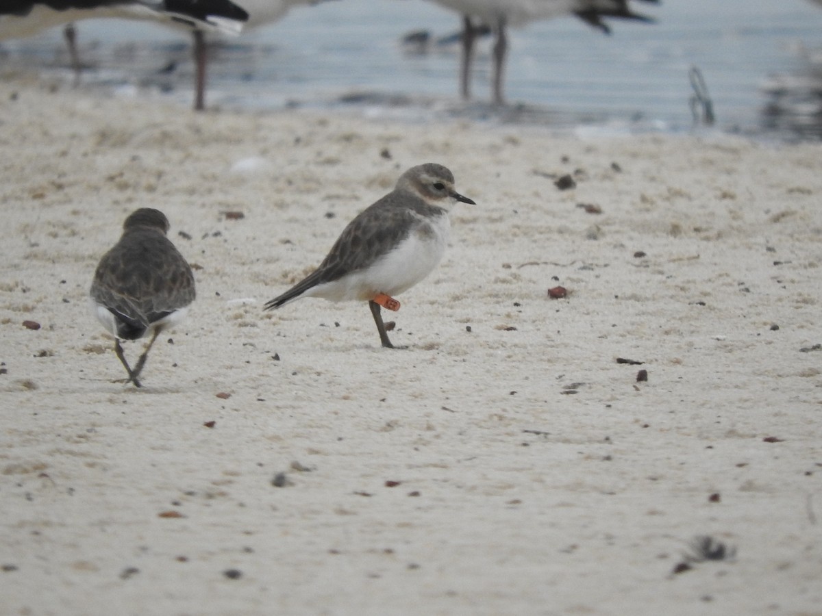 Double-banded Plover - Archer Callaway