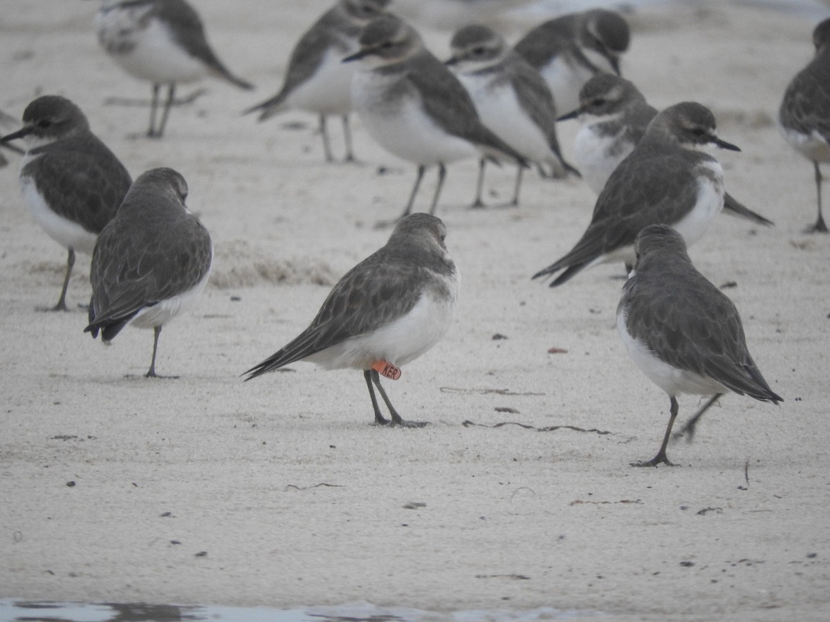 Double-banded Plover - ML618862062