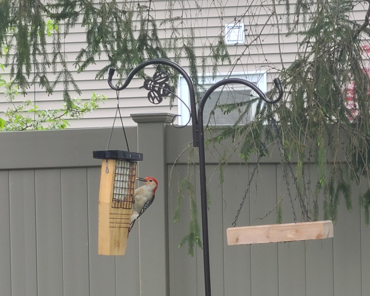 Red-bellied Woodpecker - Amber Patten