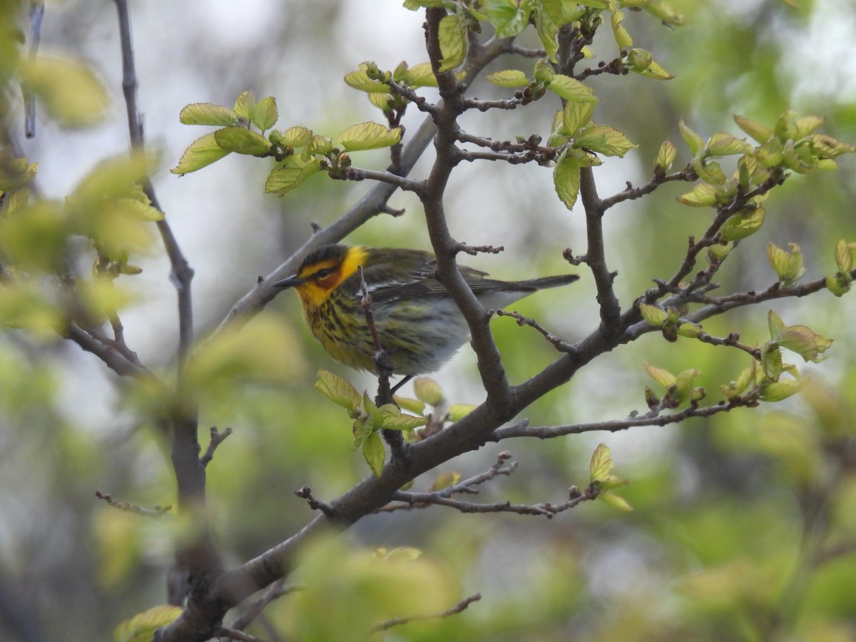 Cape May Warbler - ML618862072