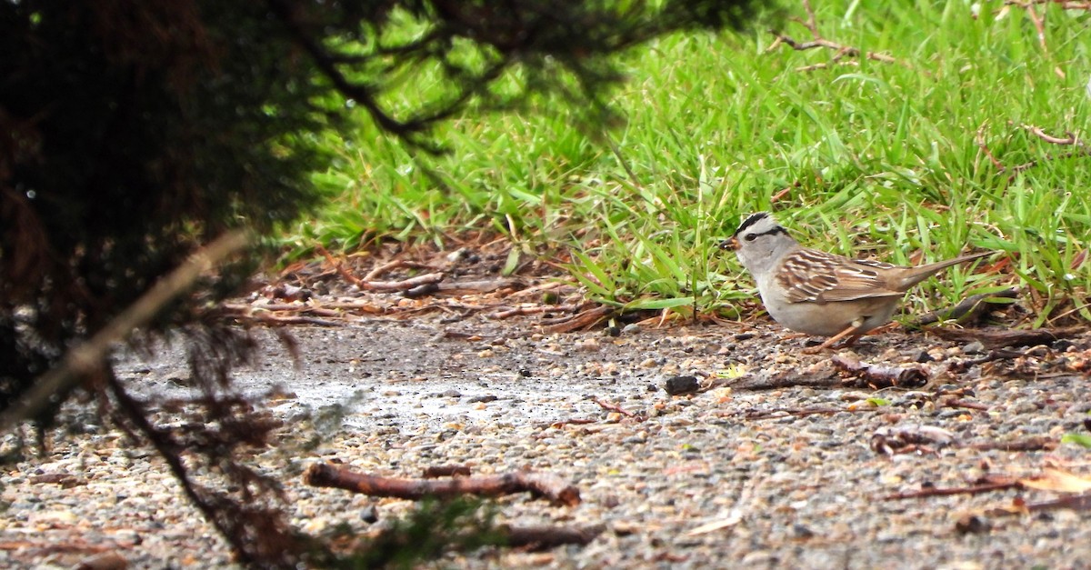 White-crowned Sparrow (Gambel's) - ML618862127