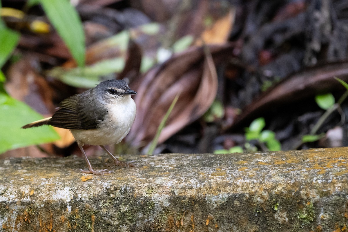 Buff-rumped Warbler - Kevin Ocampo | Ocampo Expeditions Birding Tours