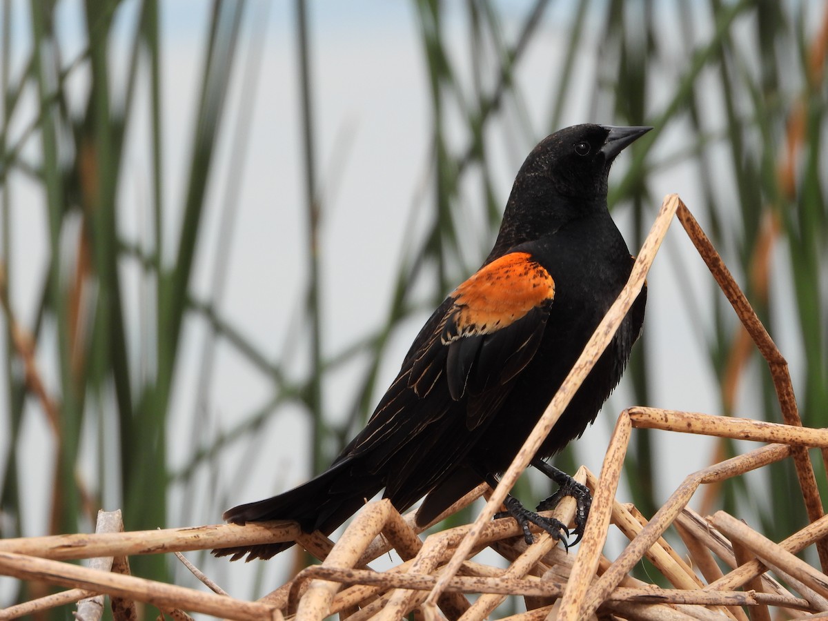 Red-winged Blackbird - Henrika McCoy