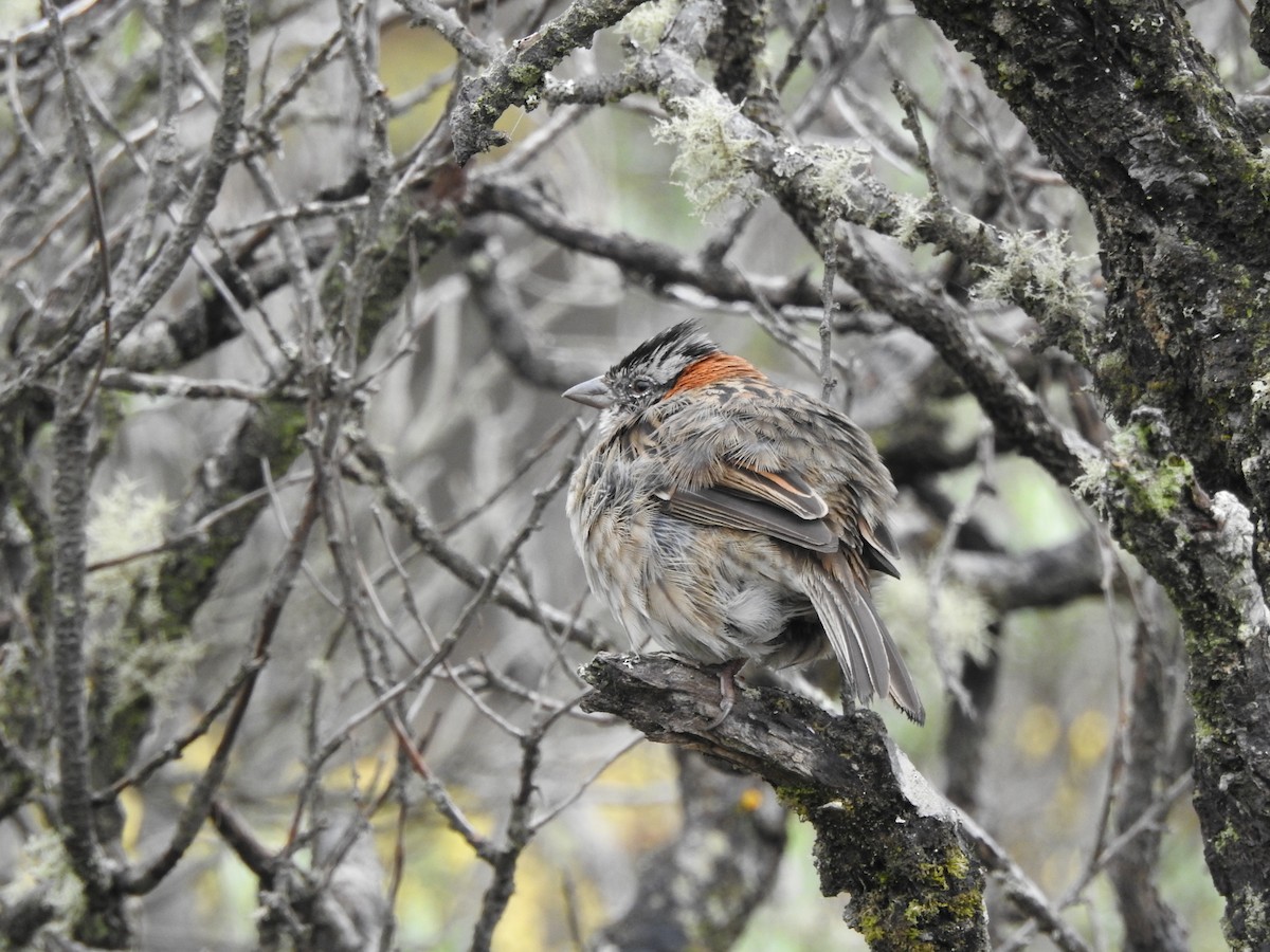 Rufous-collared Sparrow - Cristhian Gaitán