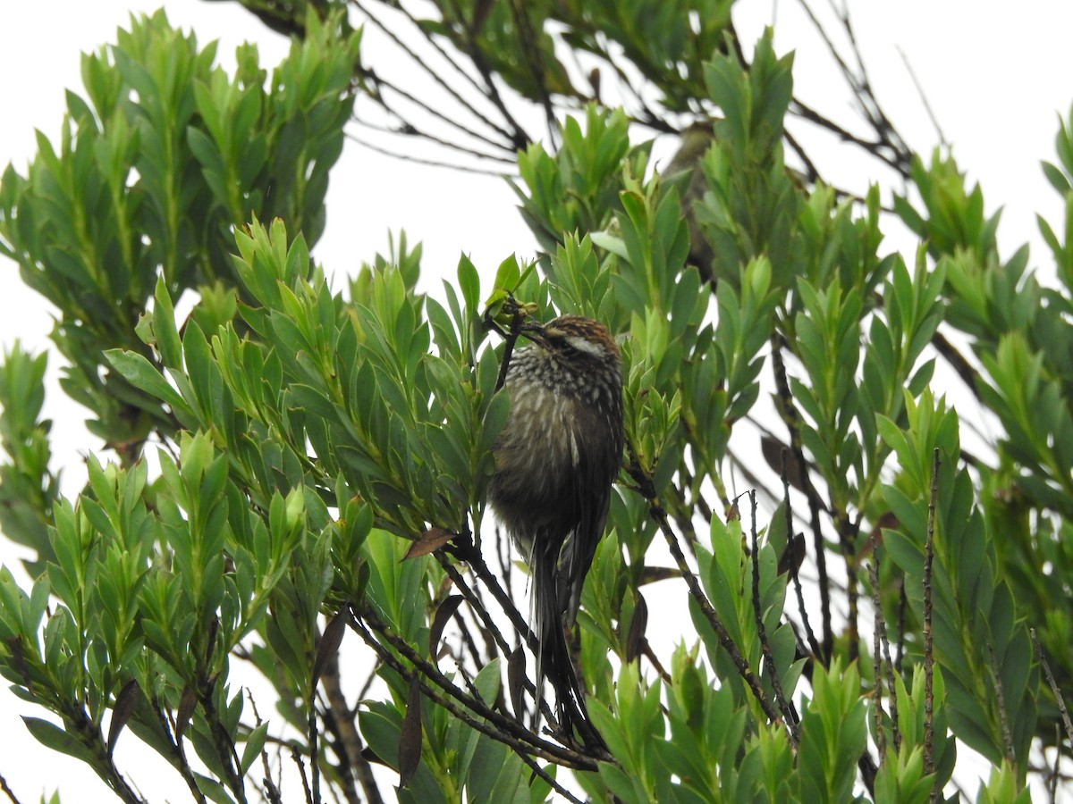 Andean Tit-Spinetail - ML618862215