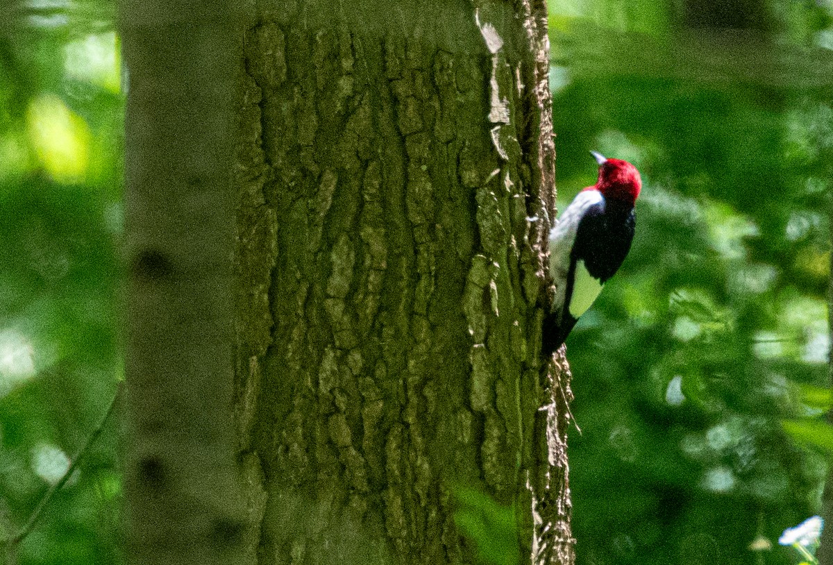 Red-headed Woodpecker - Mhairi McFarlane