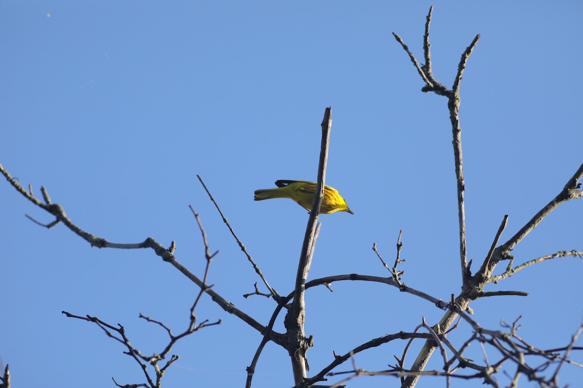 Yellow Warbler (Northern) - Joshua Gant