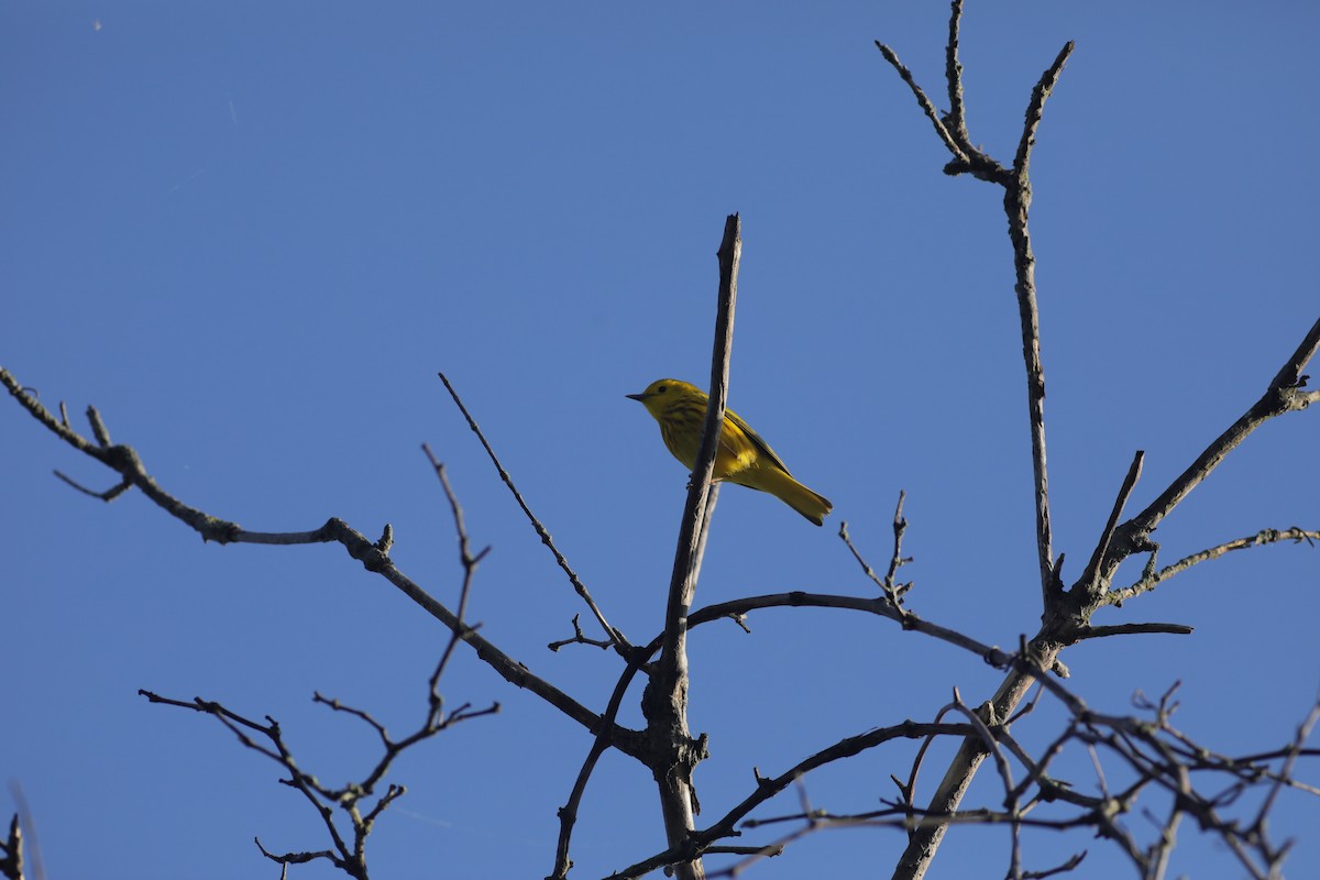 Yellow Warbler (Northern) - ML618862299
