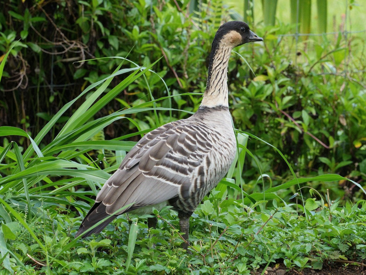Hawaiian Goose - Merryl Edelstein