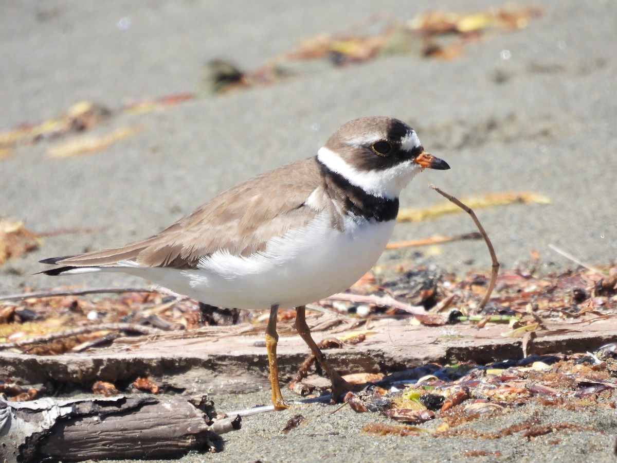 Semipalmated Plover - Mike Edwards