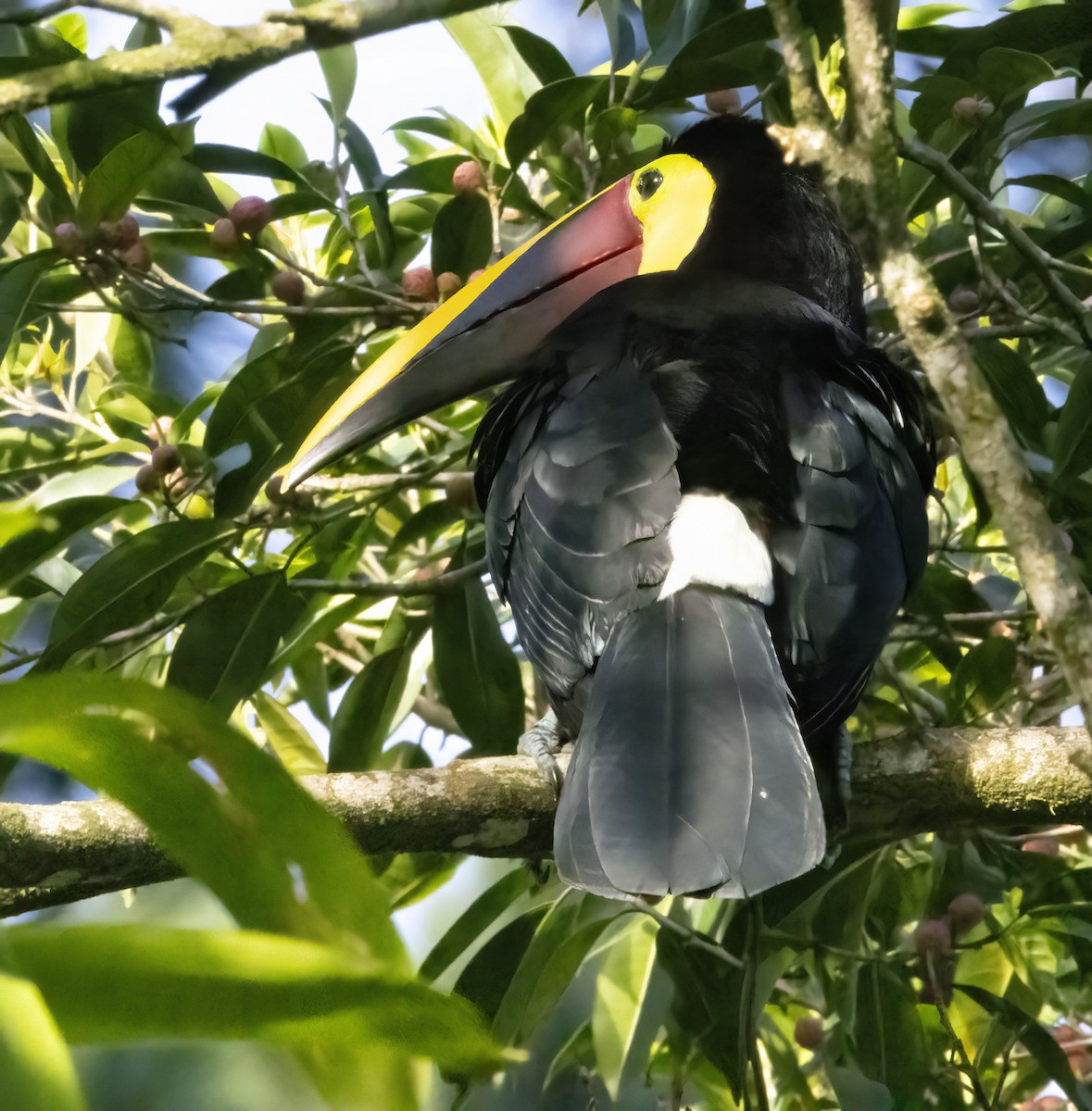 Yellow-throated Toucan - Bonnie Graham