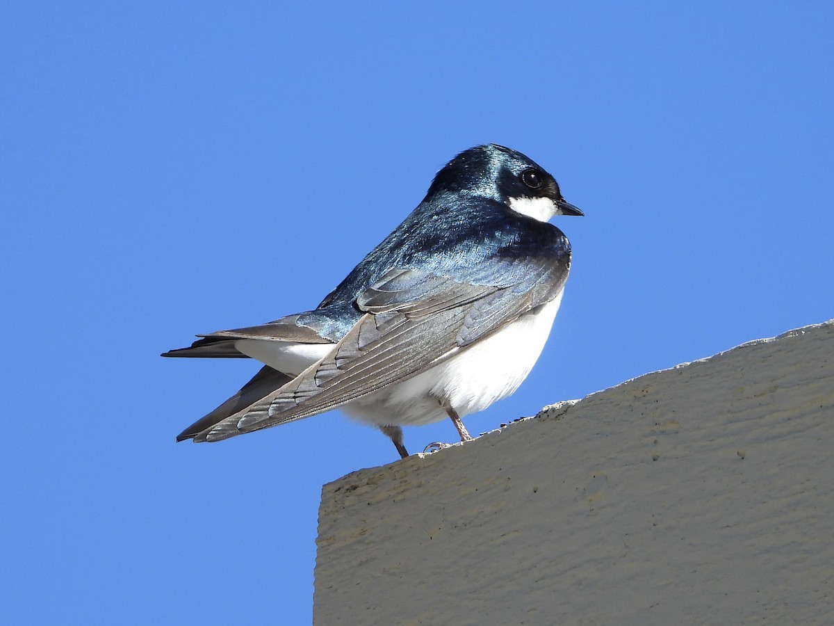 Tree Swallow - Sophie Bourdages