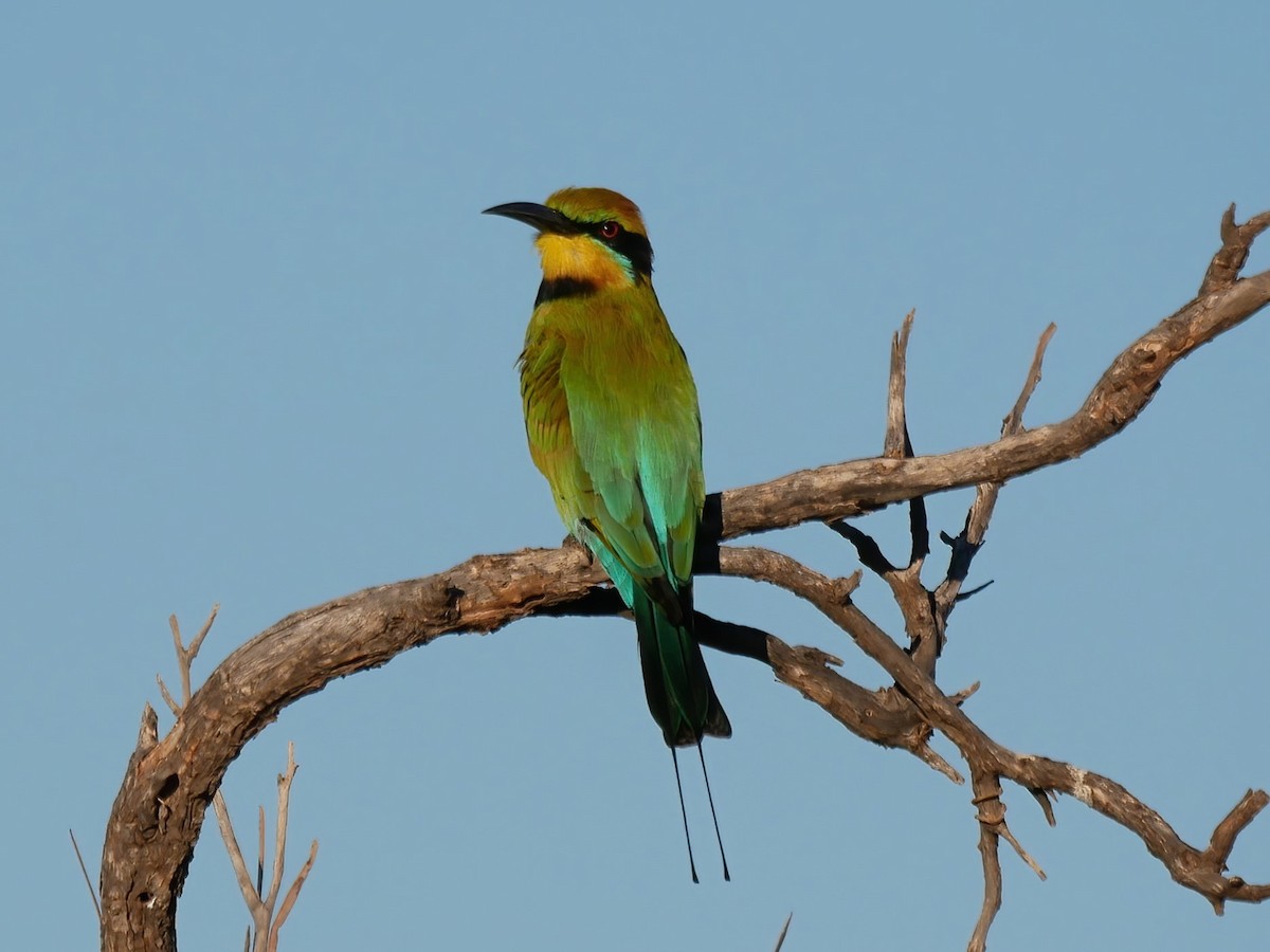 Rainbow Bee-eater - ML618862330