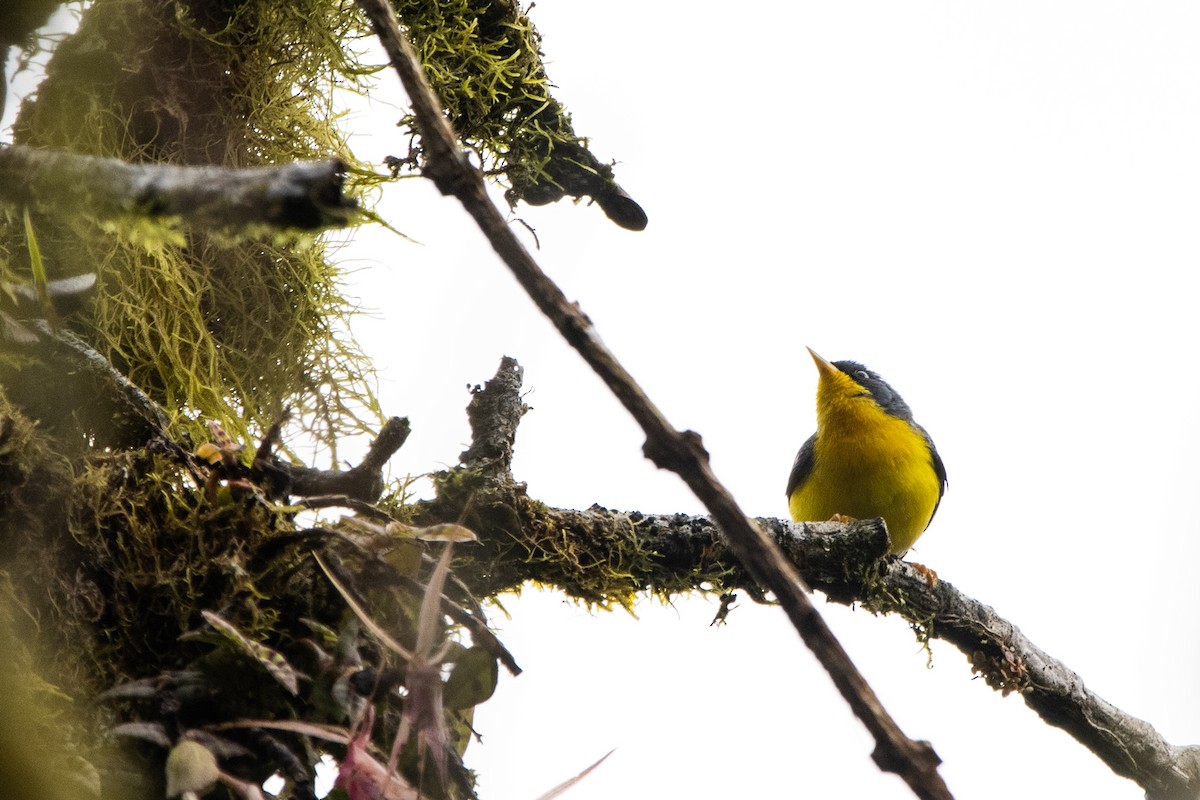 Tropical Parula - Kevin Ocampo | Ocampo Expeditions Birding Tours