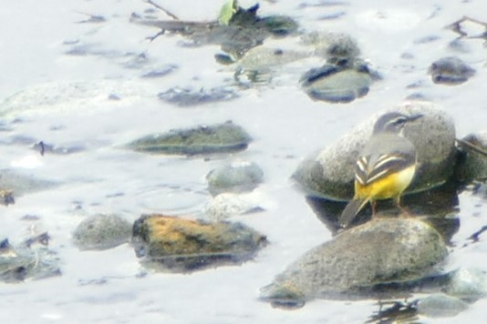 Gray Wagtail - Peter Kennedy