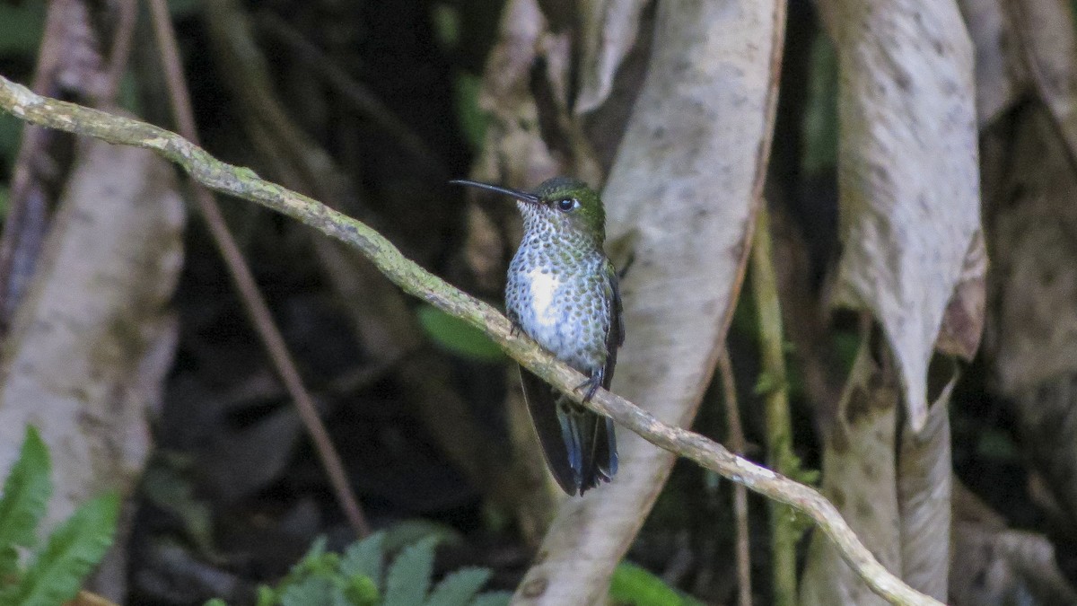 Many-spotted Hummingbird - ML618862354